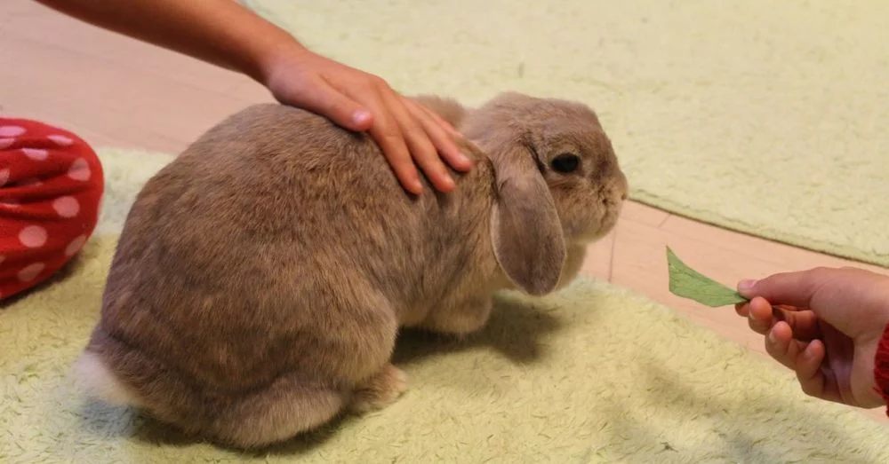 Rabbit No. 3