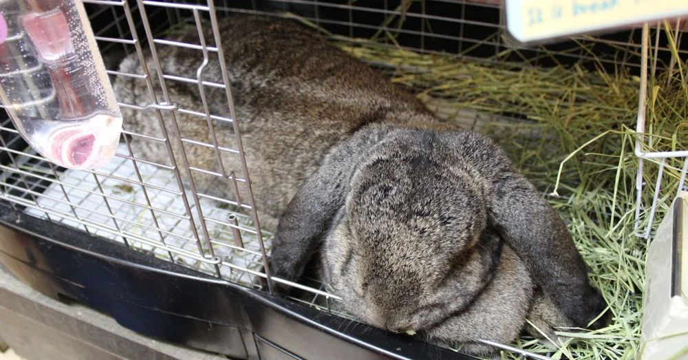 Big Rabbit