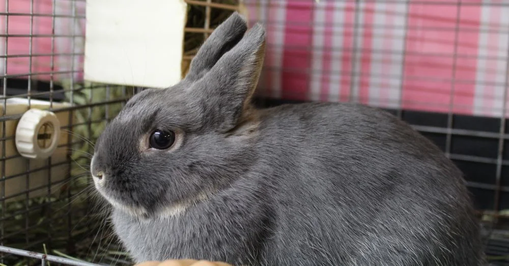 Tiny Rabbit