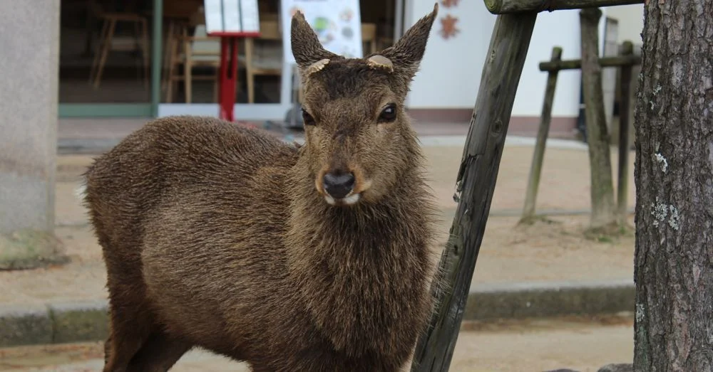 Miyajima Deer