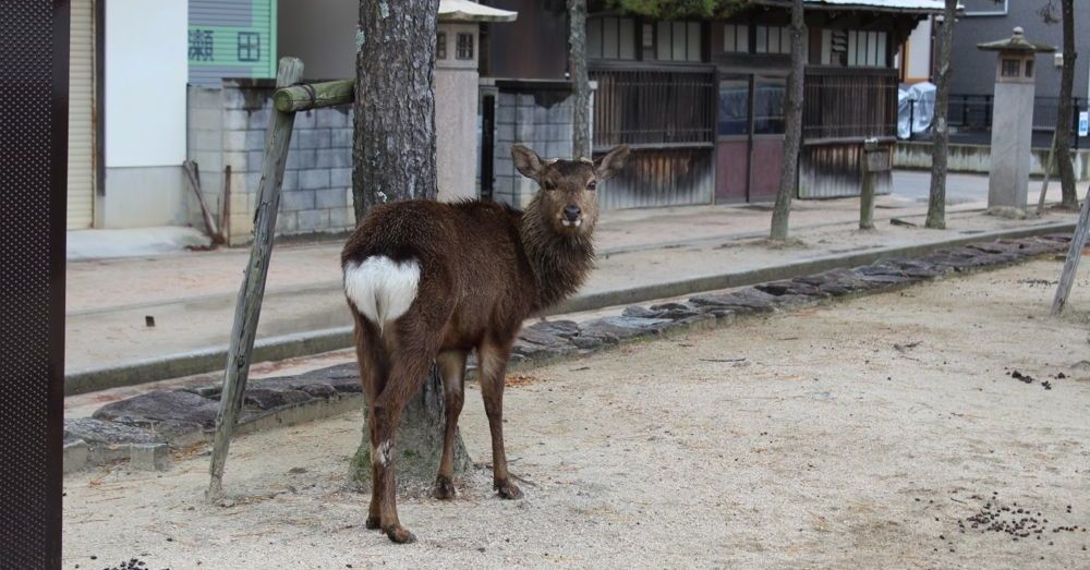 Deer on Miyajima