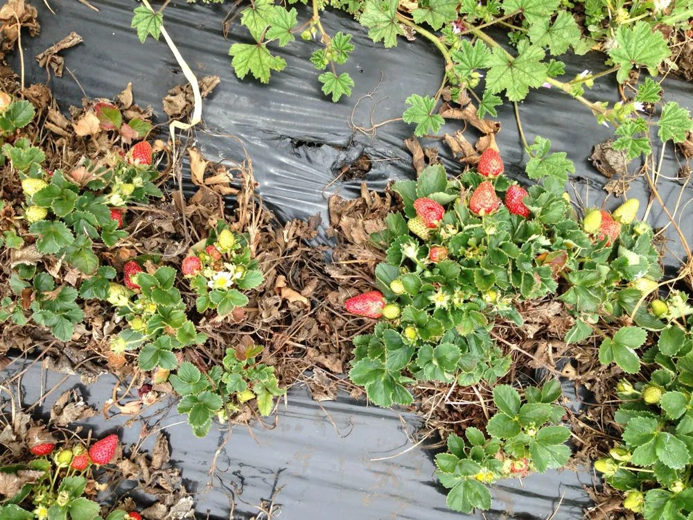 Strawberry fields