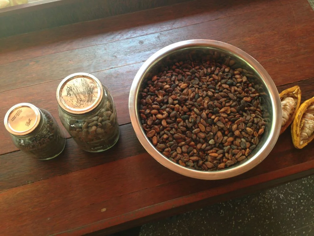 From pod to cocoa nib