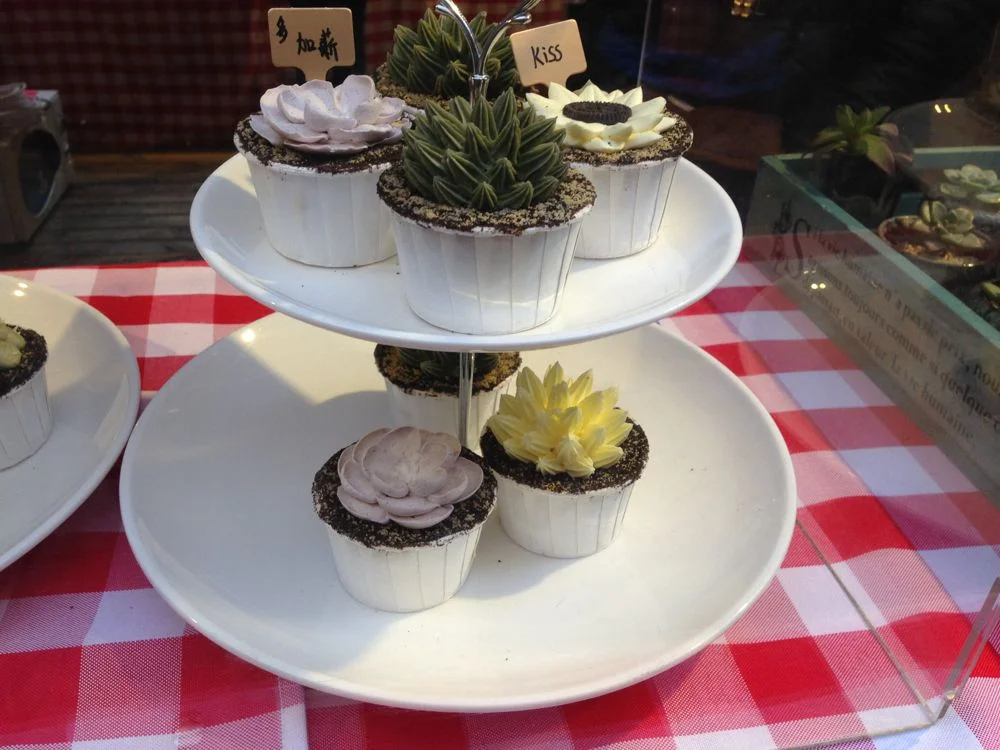 Succulent cupcakes