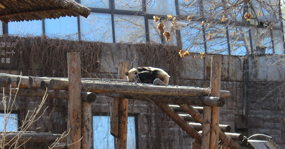 A Visit to the Beijing Zoo