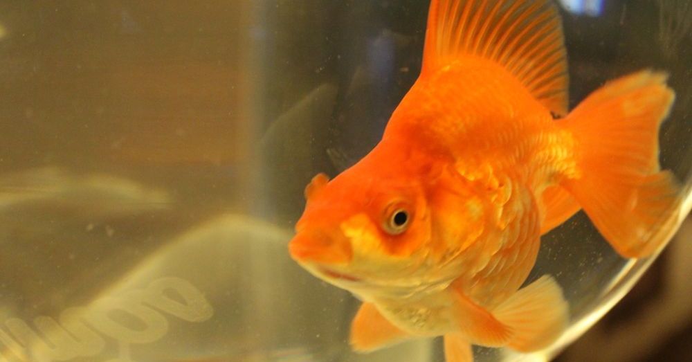 Resident Goldfish