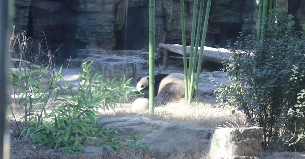 Sleeping Panda