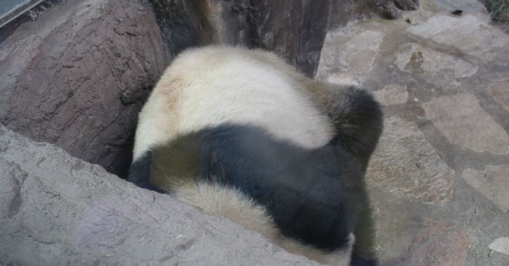 Sleeping Panda