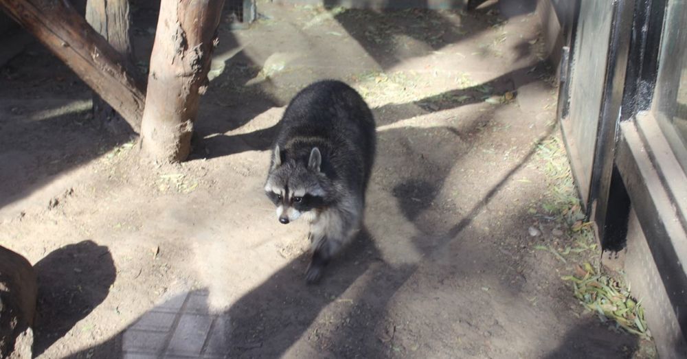 Fat Raccoon