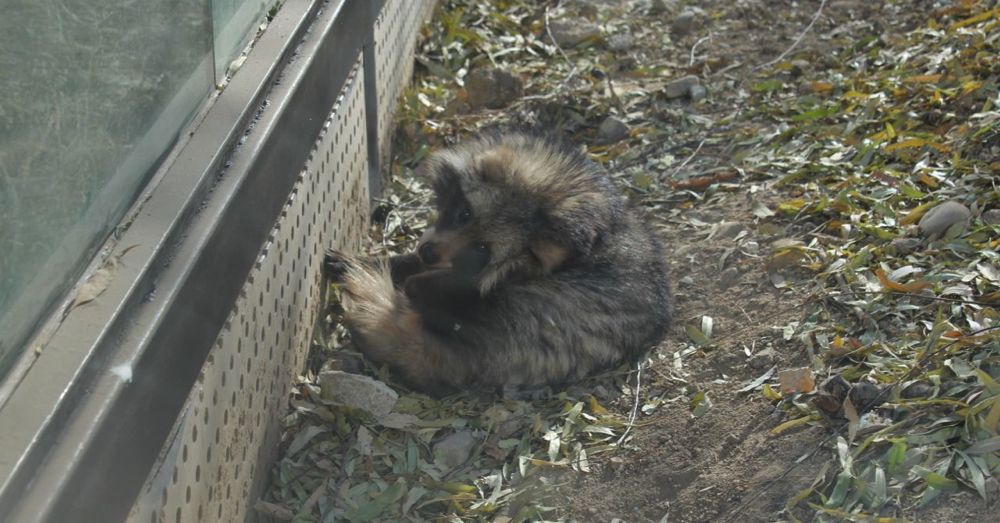 Raccoon Dog