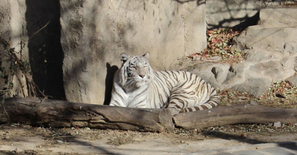 Siberian Tiger