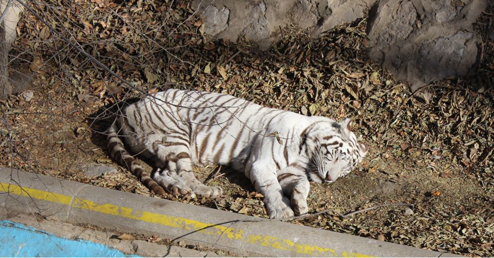 Siberian Tiger