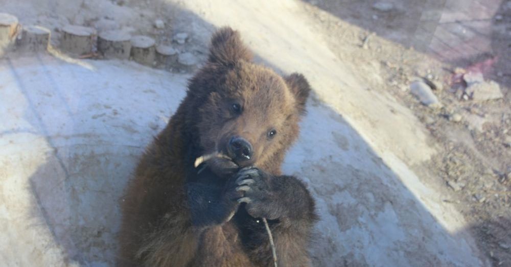 Brown Bear