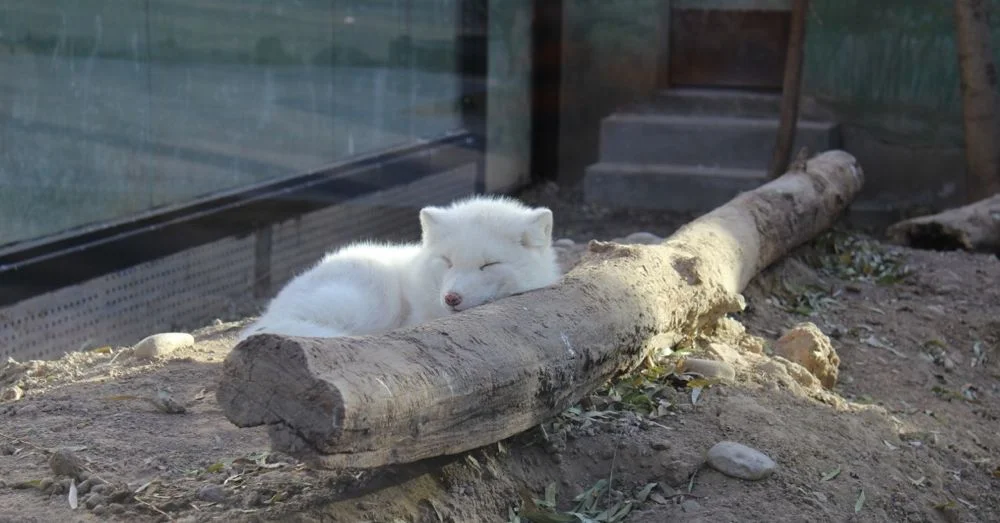 Arctic Fox