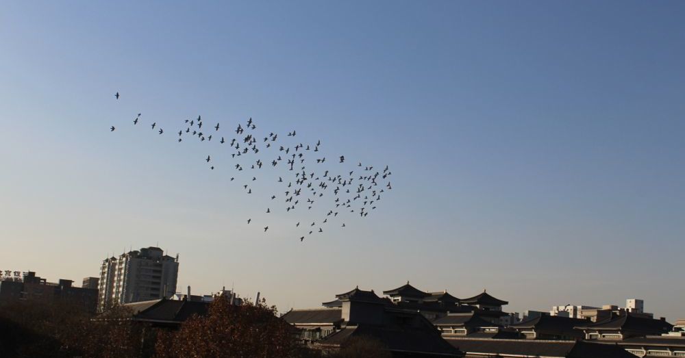 Birds of Xi'an
