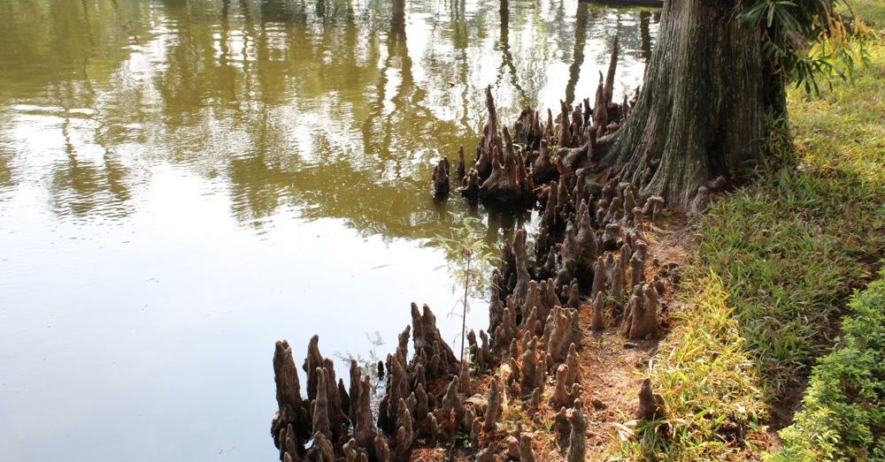 Pond-side tree.
