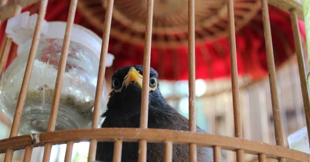 Why doesn't the caged myna bird sing?
