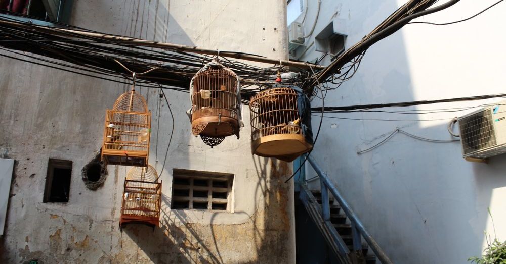 Birds on Wires