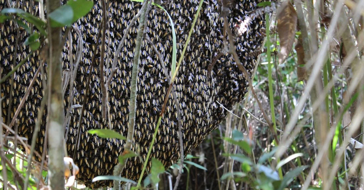 A Tour of Rural Cambodia—With Bees
