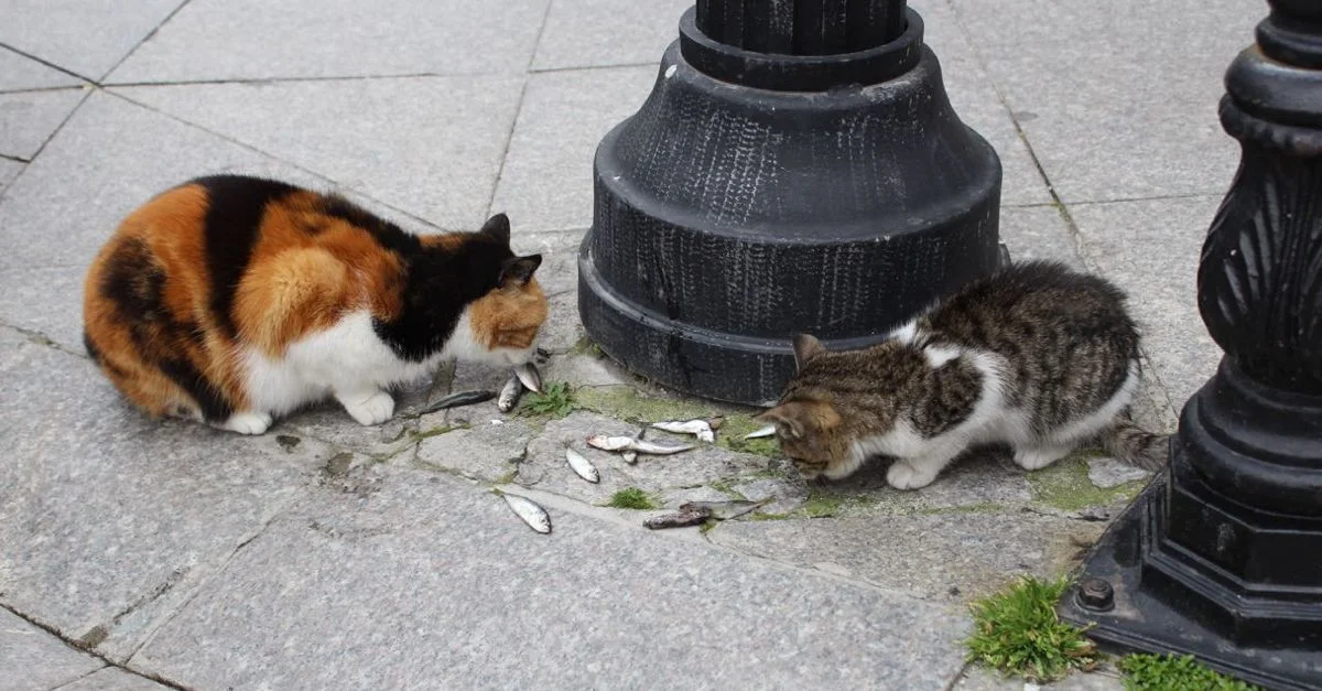 Istanbul, City of Cats