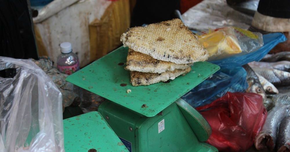 Bee Brood