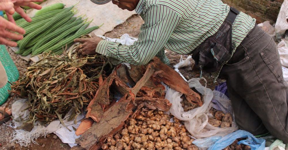 Pitcher Plant Vendor