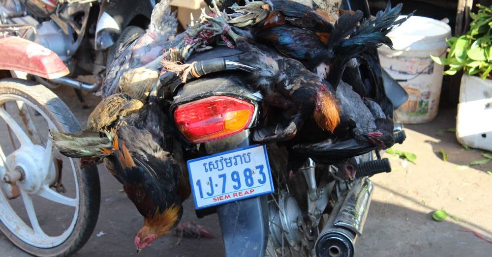 Chickens on a Motorbike