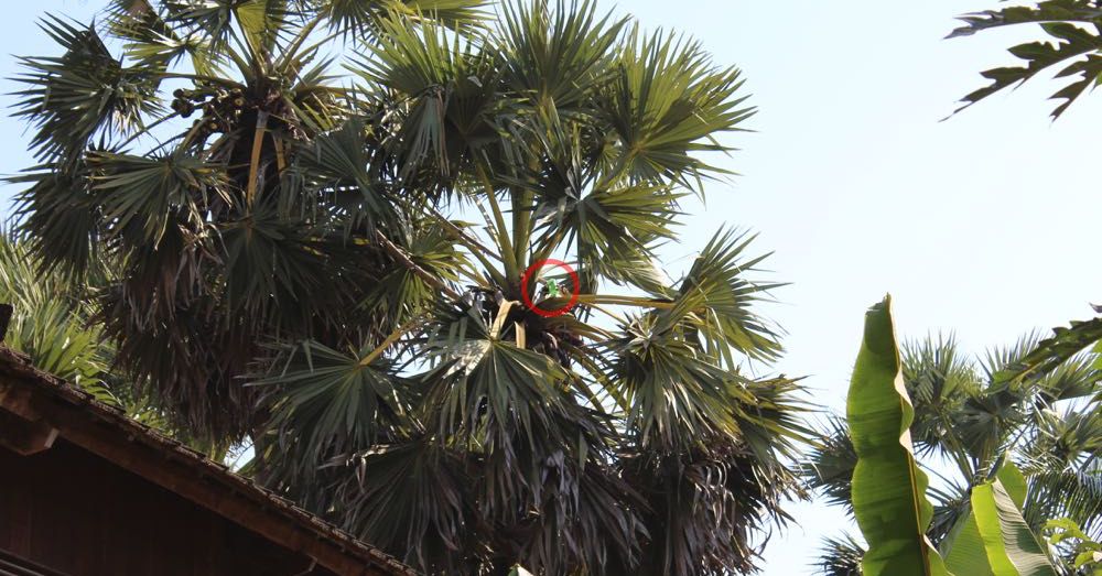 Palm Sap Collection