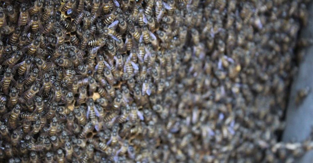 Even more bees!