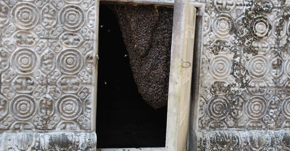 Bees!