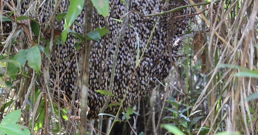 Giant Honeybee Hive