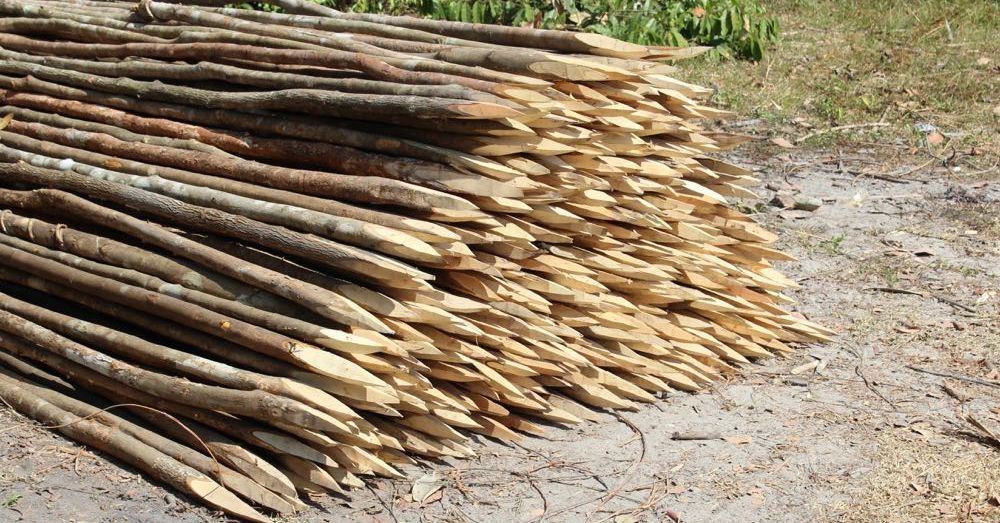 Sharpened Sticks