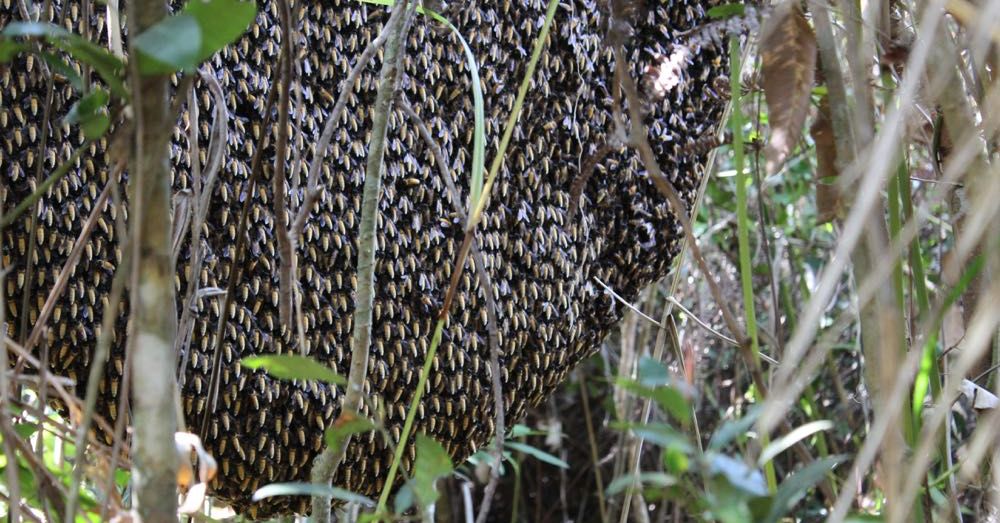 Giant Honeybee Hive
