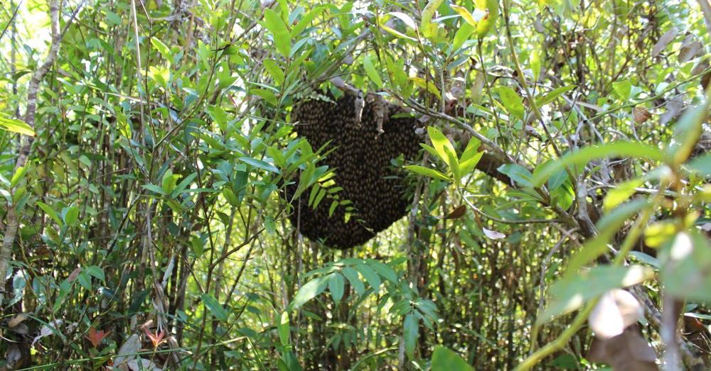 Giant Honeybee Hive