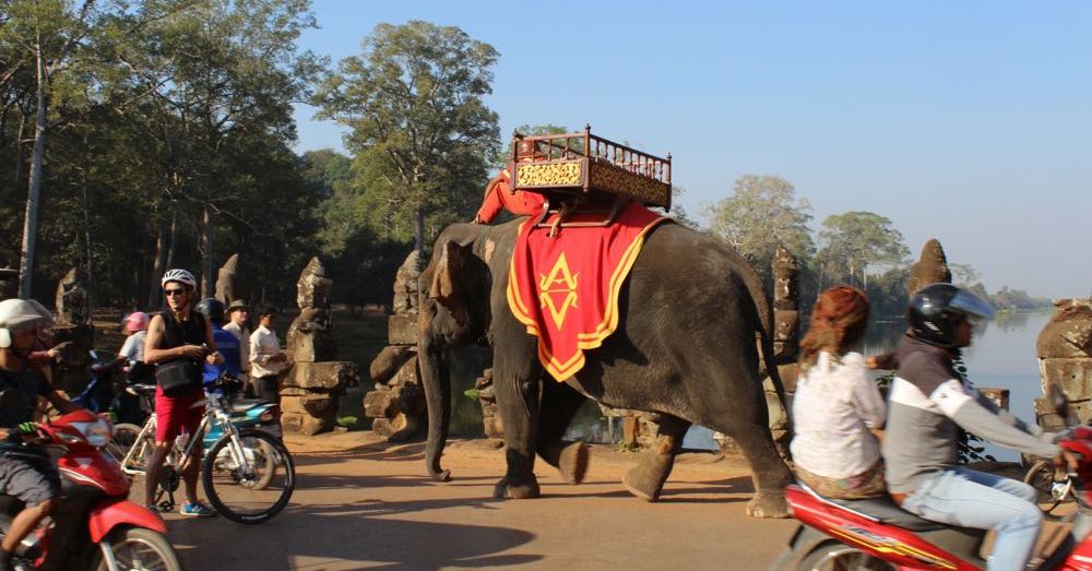 Elephant on the bridge.