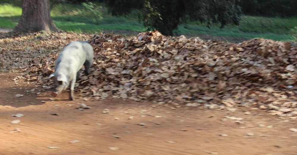 Pig on the road.