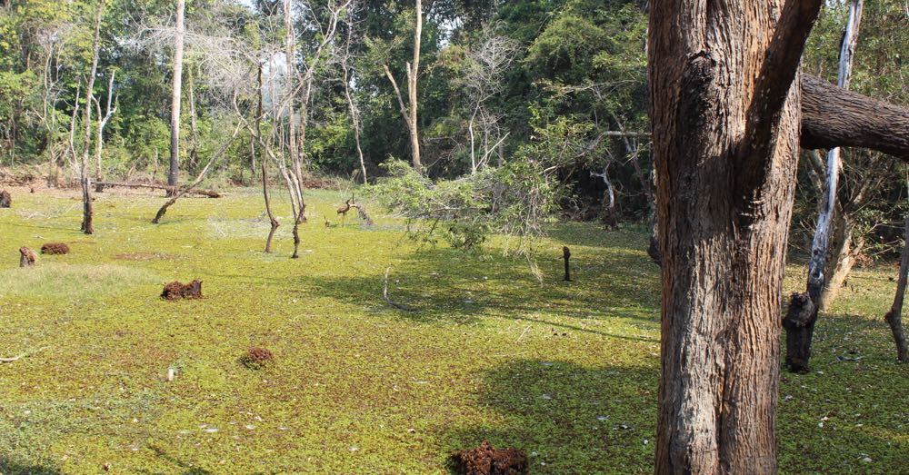 Bog outside Neak Pean