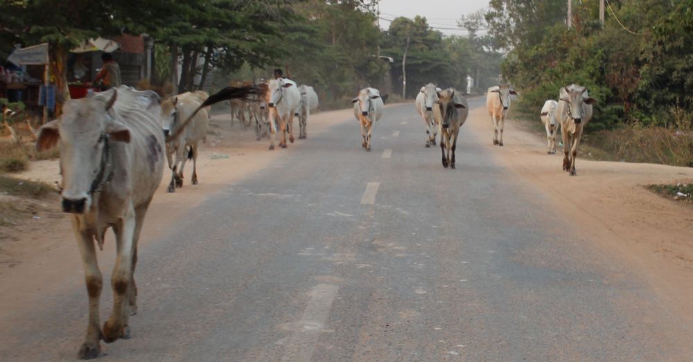 Cows on the road.