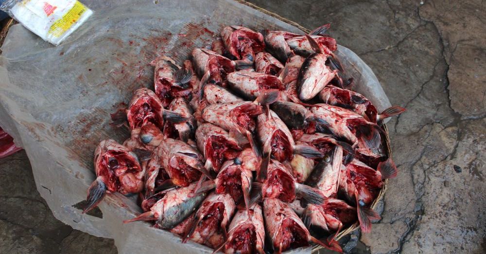 Market: Fish Heads