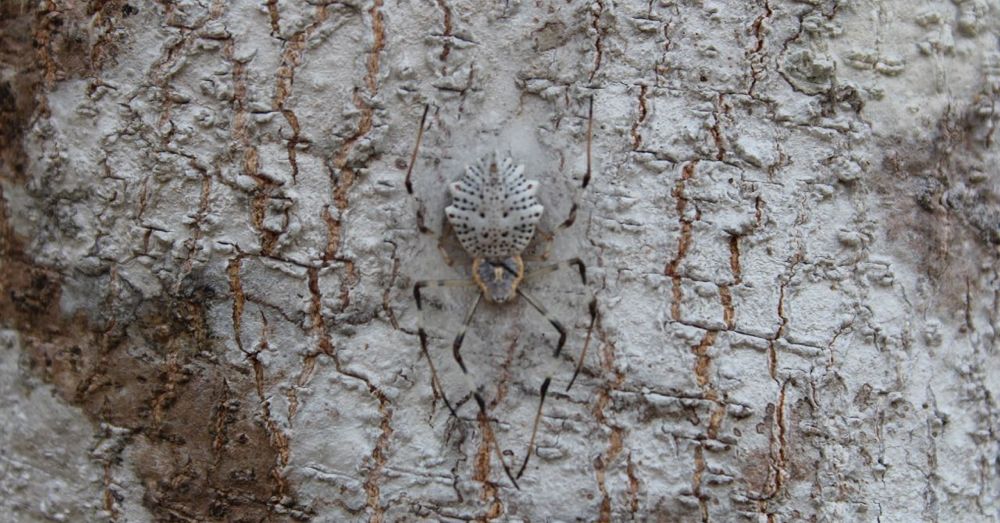 Spider