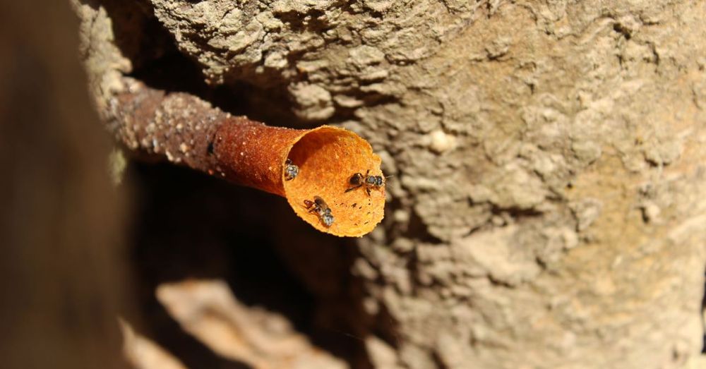 Stingless Bee Tube