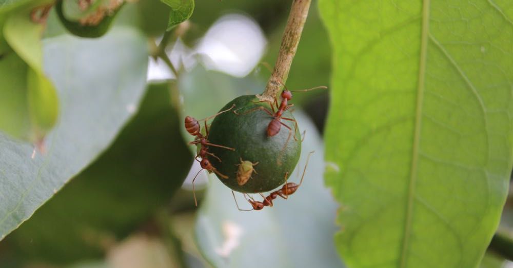 Aphid's Last Stand