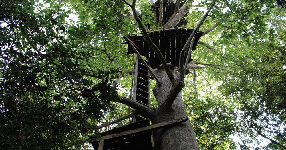 Treehouse in a Cambodia Forest
