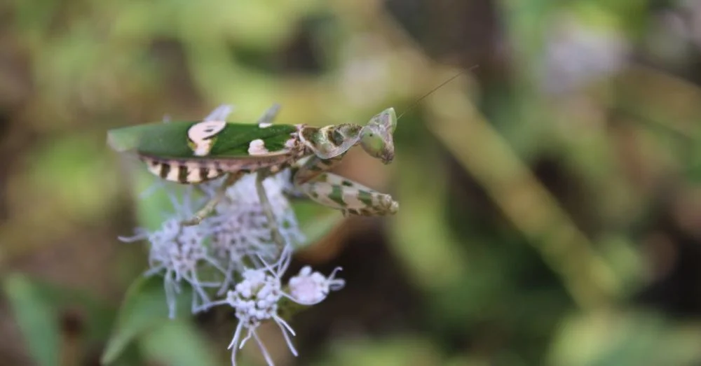 Mantis