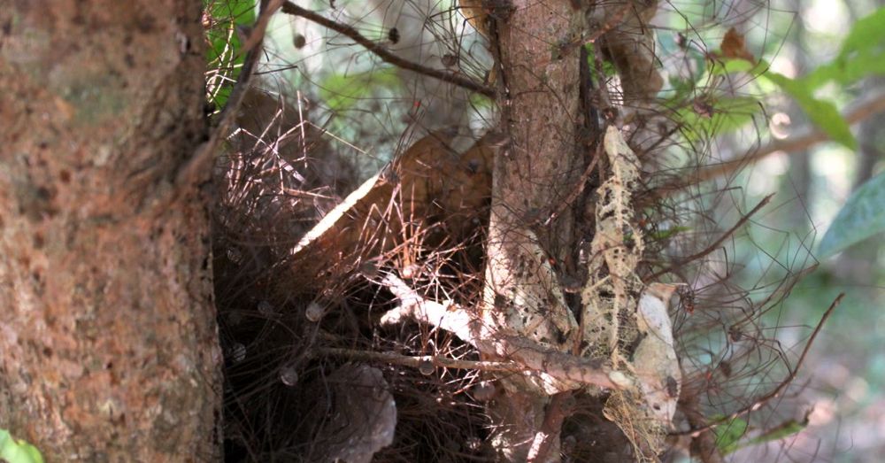 Daddy Longlegs Nest
