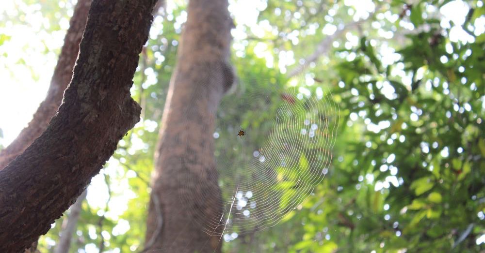 Spider Web