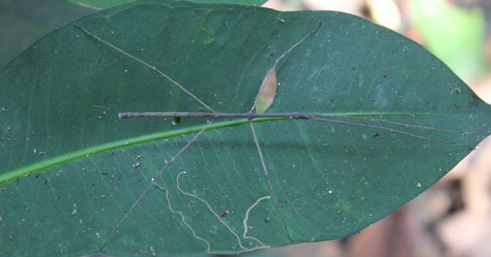 Walking Stick