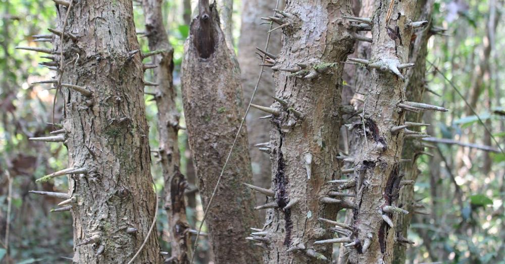 Spiky Tree