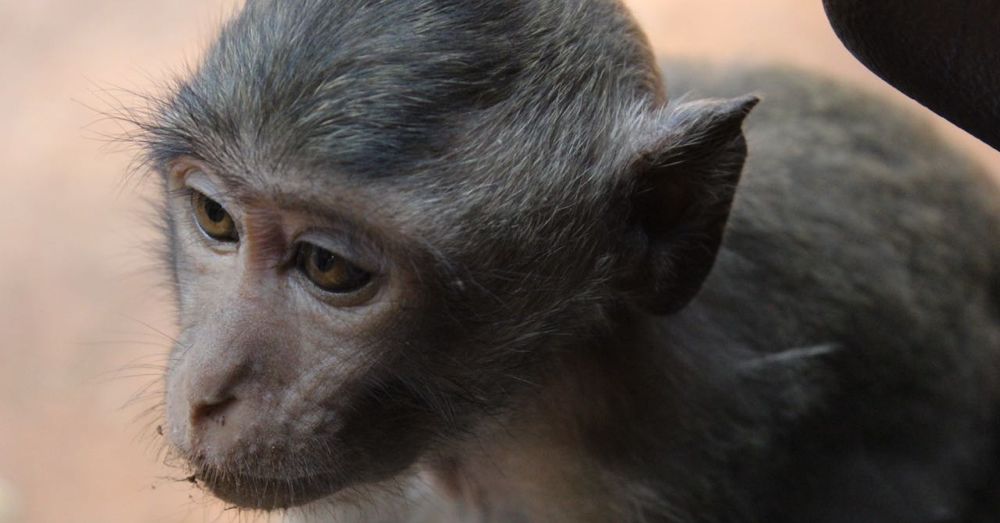 Young Monkey