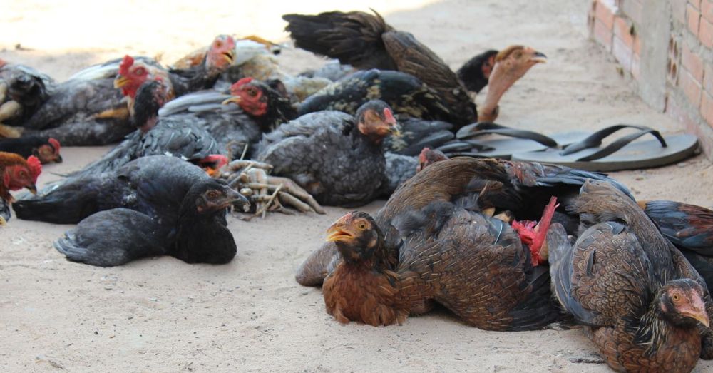 Chickens